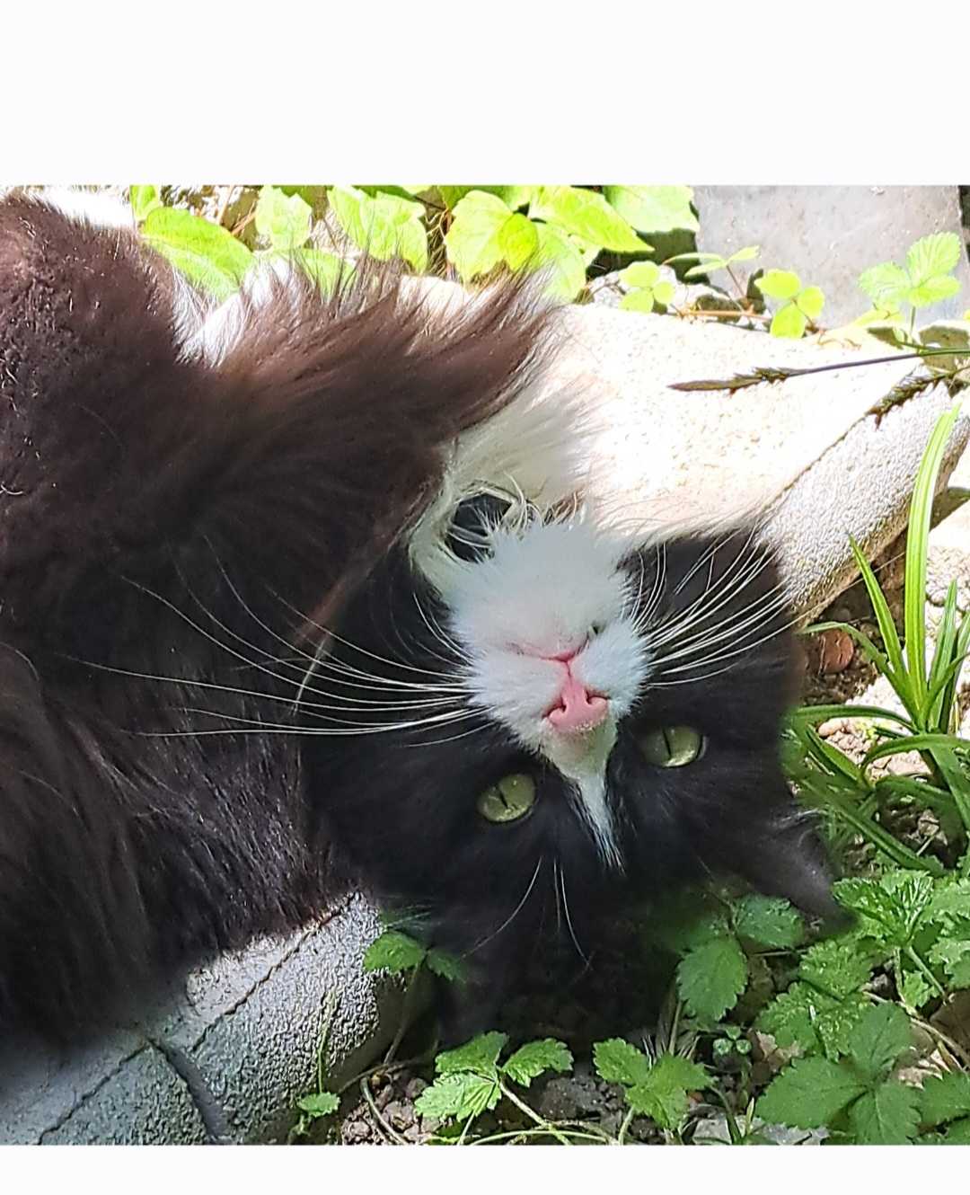 Izgubljen predmet: ROŠA